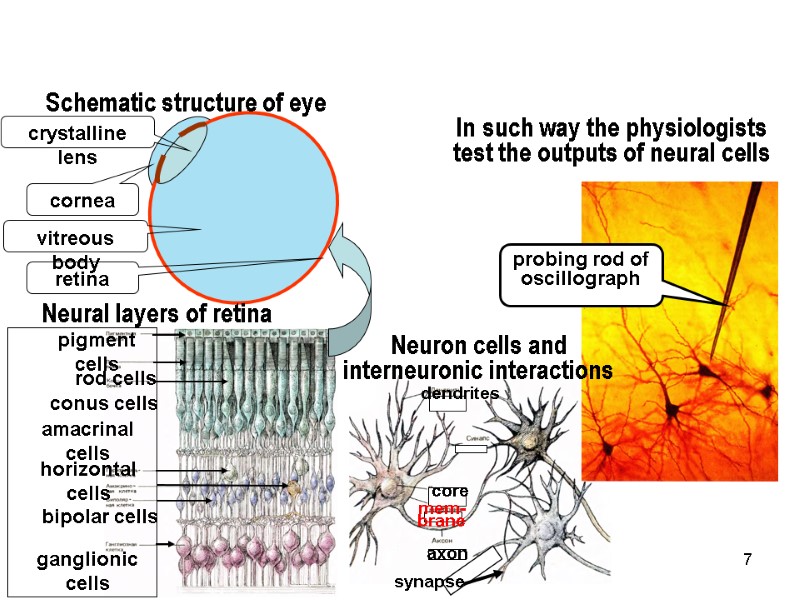 7 Schematic structure of eye In such way the physiologists test the outputs of